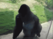 Gorilla-Spinning.gif