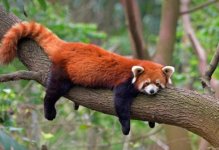 plant-based-news-red-panda-extinction-730x500.jpg